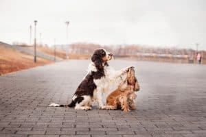 Six Tips to Follow When Meeting a New Dog