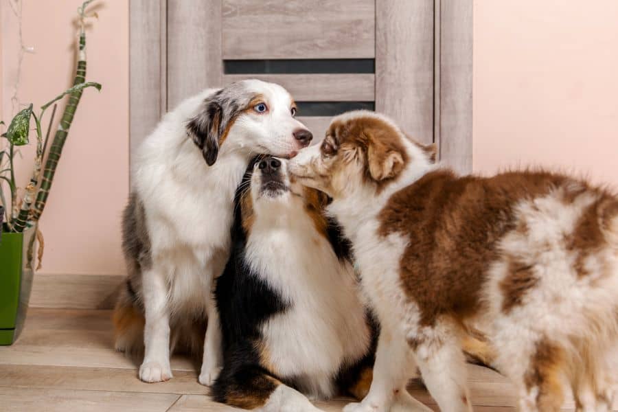 Six Tips to Follow When Meeting a New Dog