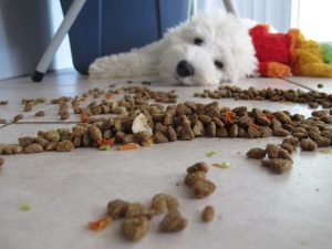 Find healthy dog food!