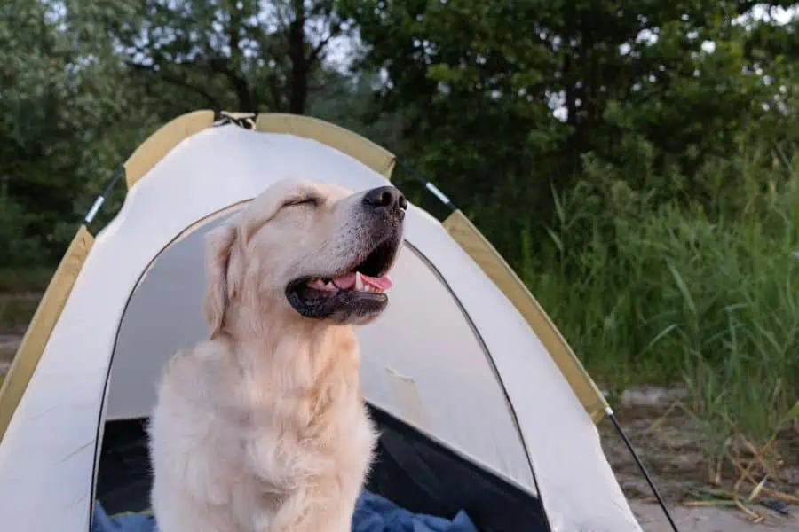 Attend a Camp with Your Dog This Summer