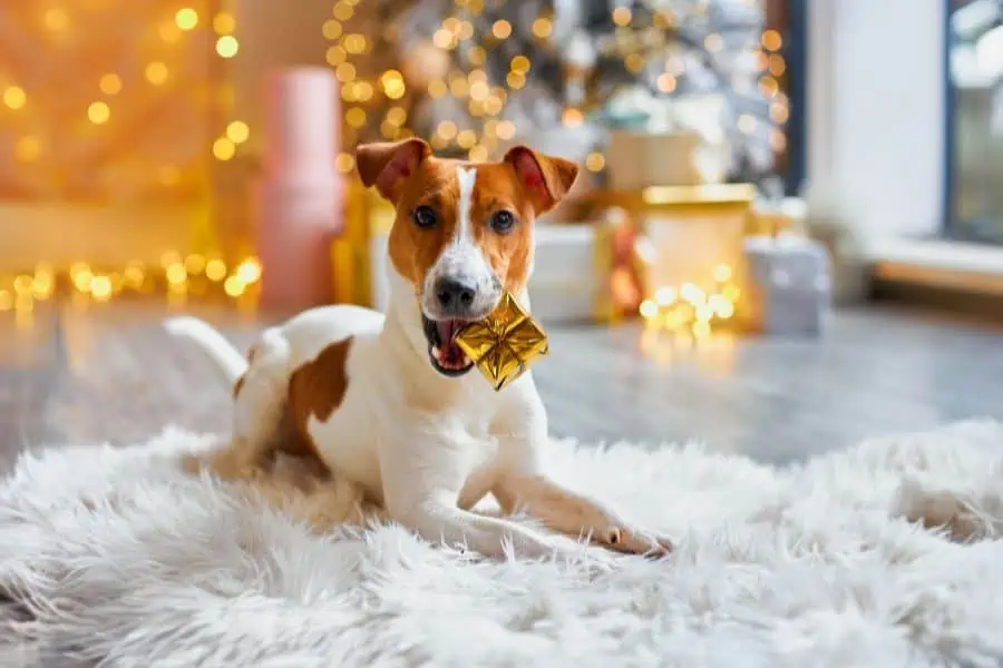 Five Easy New Year's Resolutions for Pets