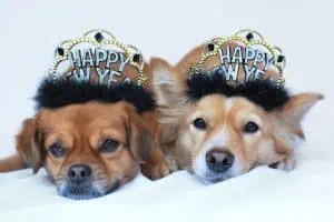 Five Easy New Year's Resolutions for Pets