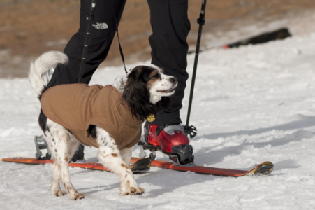 winter-dog-activities