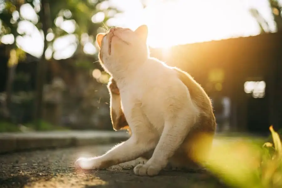 Read our new blog and find out how to tell if your pet has Spring allergies! 