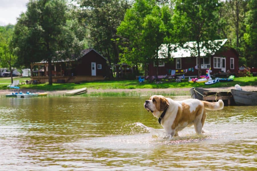 Help your Pet Beat the Heat and Stay Hydrated!