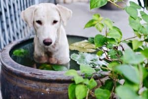 Help your Pet Beat the Heat and Stay Hydrated!