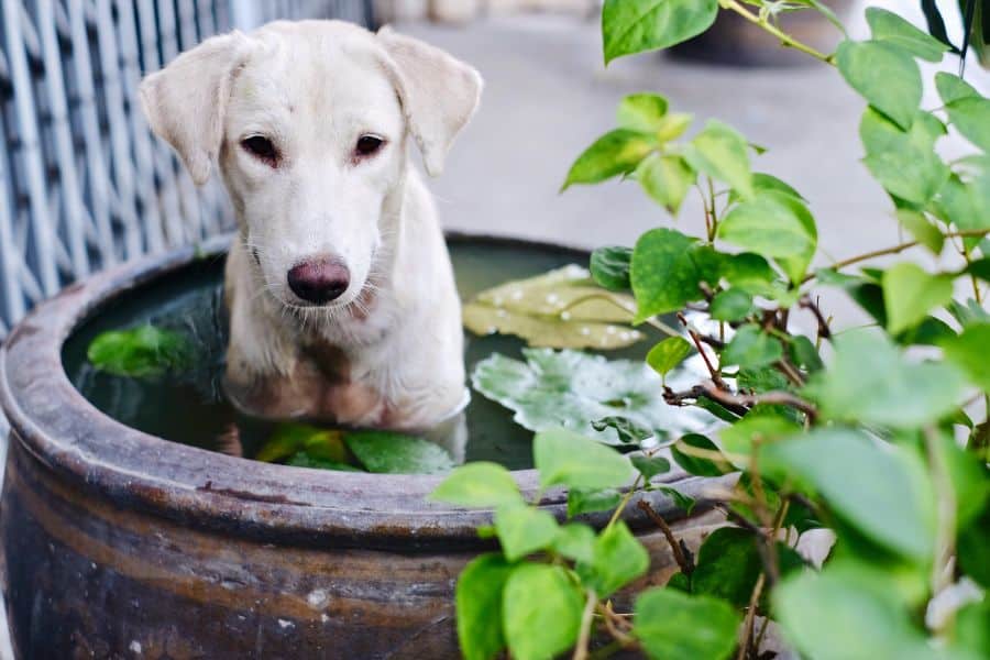 Help your Pet Beat the Heat and Stay Hydrated!