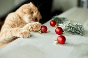 Avoiding Dangerous Holiday Hazards!