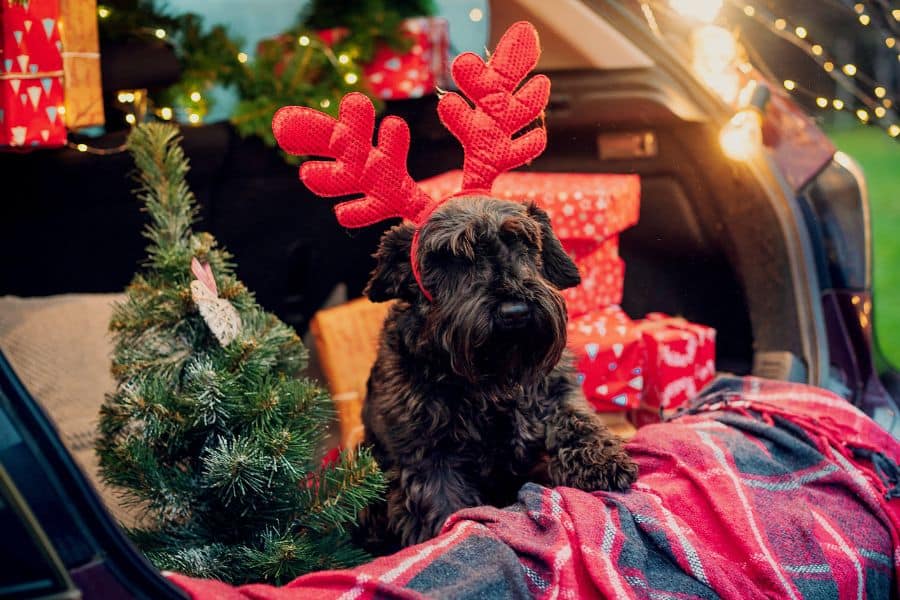 Avoiding Dangerous Holiday Hazards!