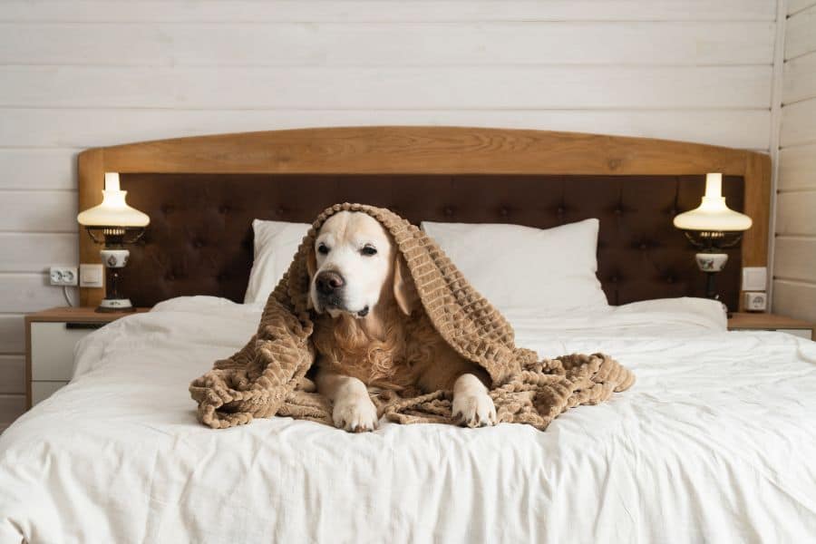 Do Pets Get Colds