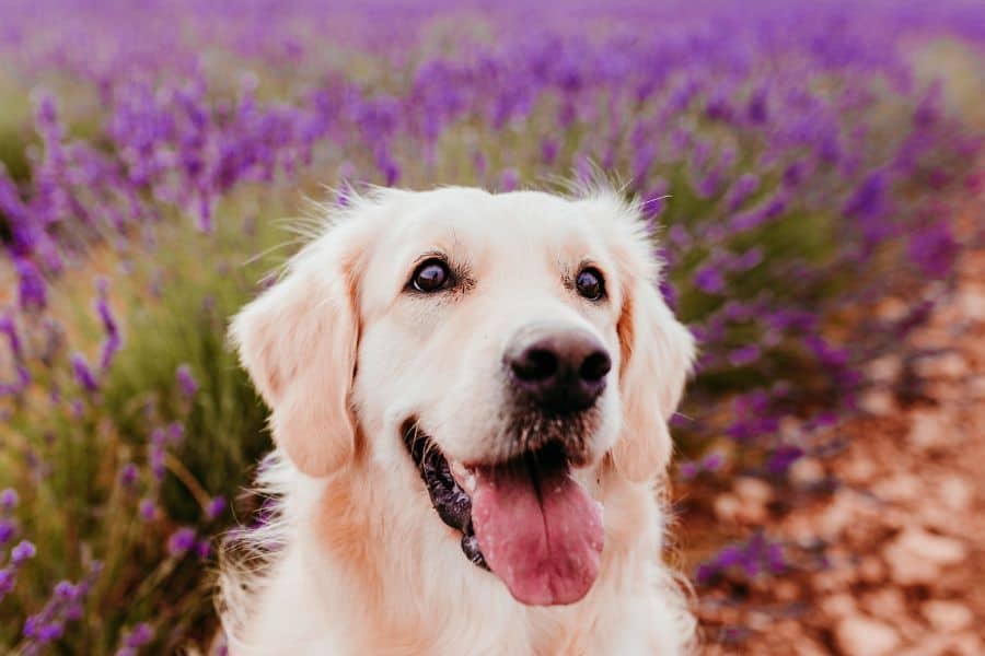 reventing heartworm in your pets is essential for their health.