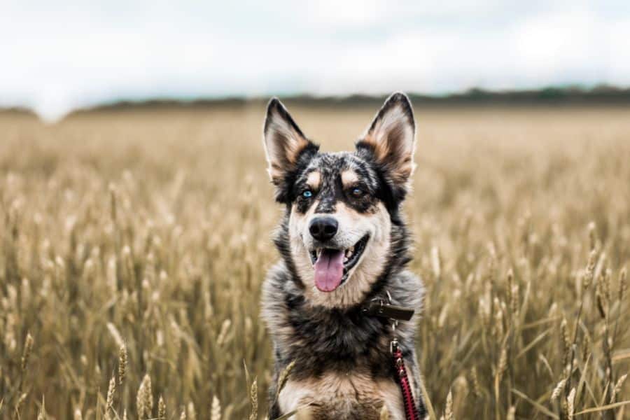 reventing heartworm in your pets is essential for their health.