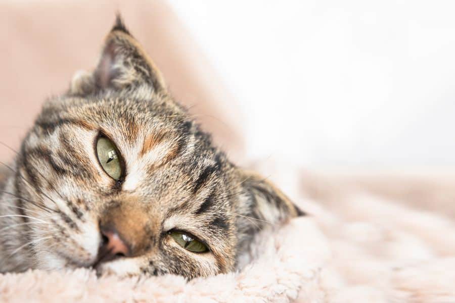 Calming An Anxious Cat