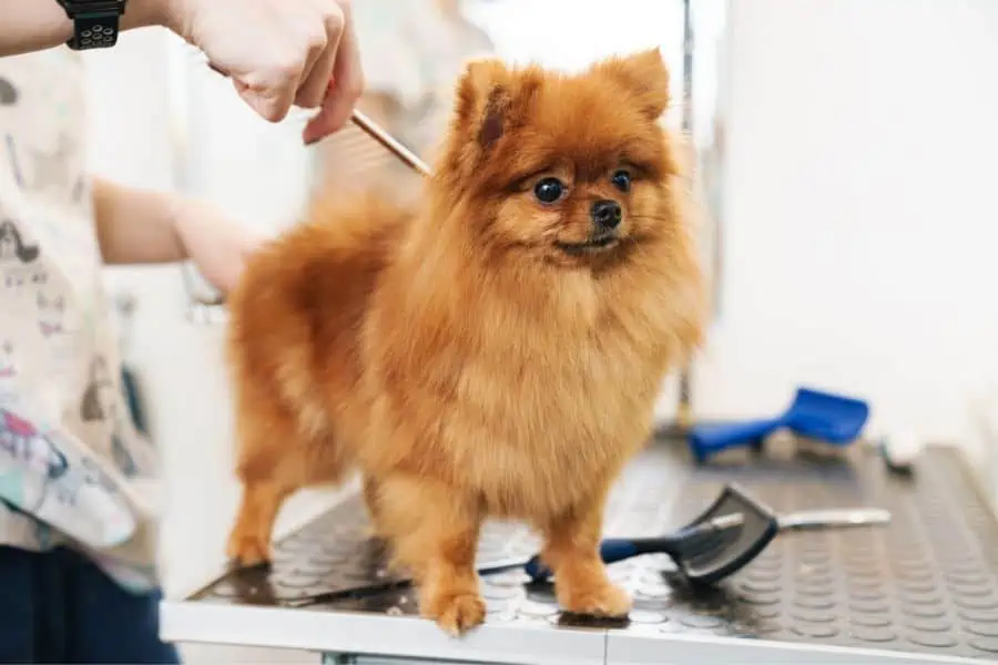 Should You Cut Your Pet’s Hair This Summer 