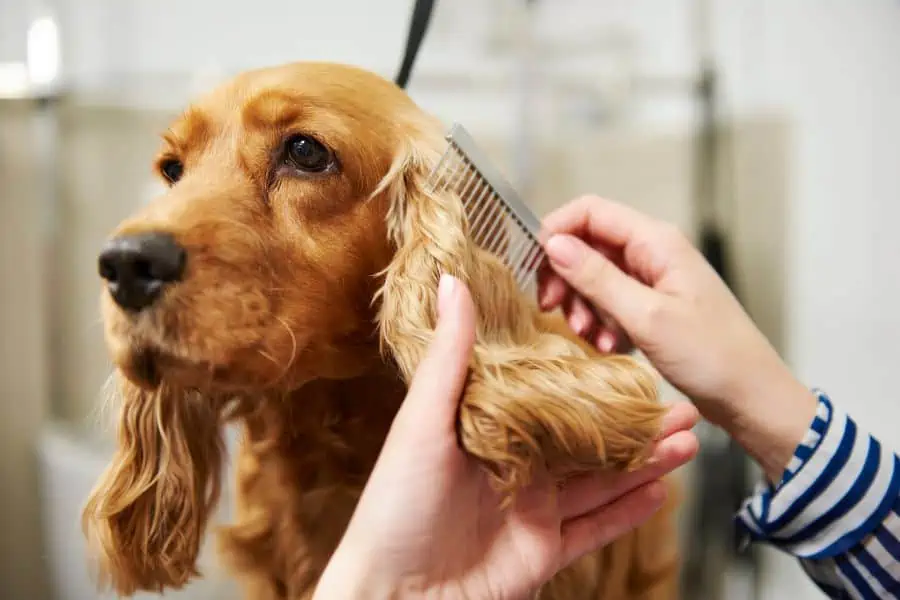 Should You Cut Your Pet’s Hair This Summer