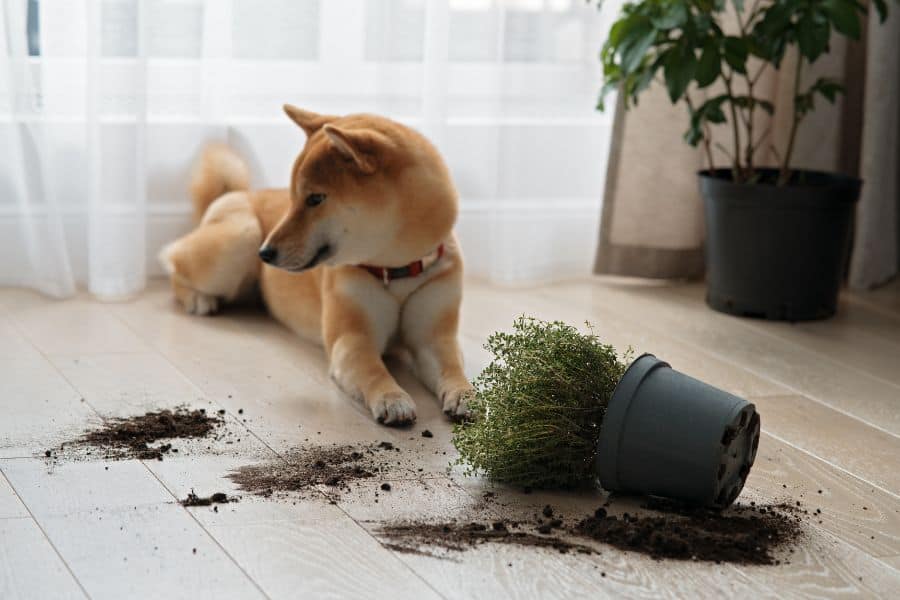 Four Poisonous Plants to Watch Out for Your Dogs and Cats
