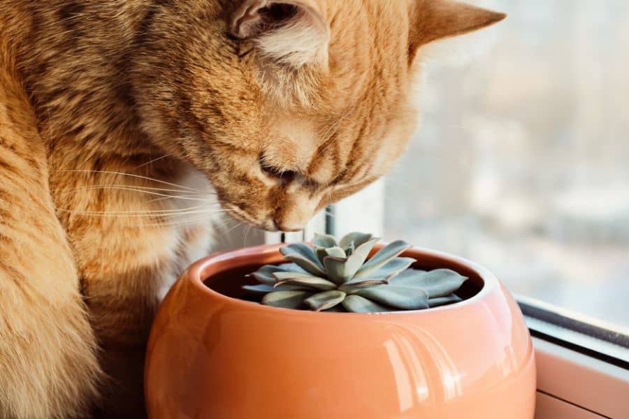 Four Poisonous Plants to Watch Out for Your Dogs and Cats