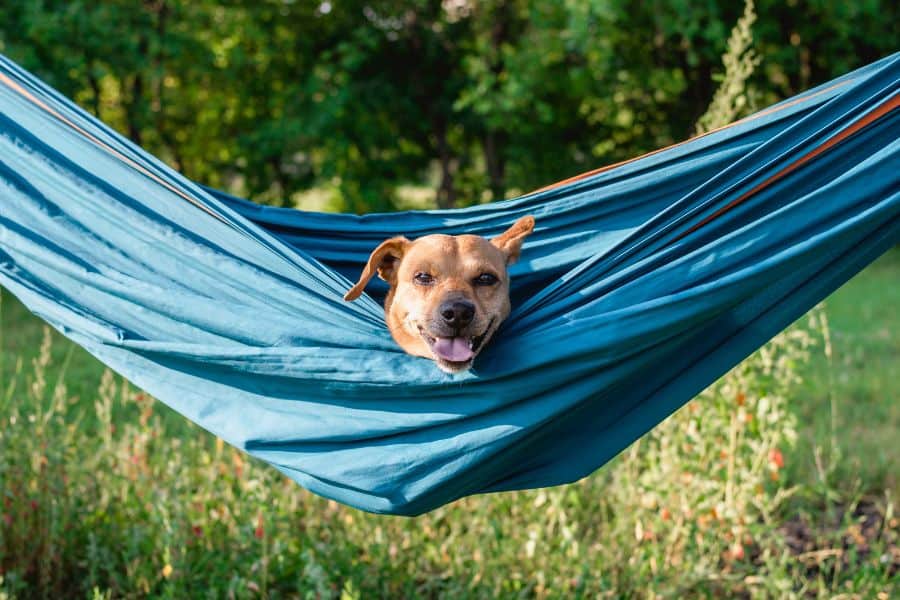 Keeping Fido Cool this Summer