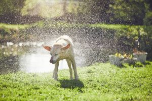Keeping Fido Cool this Summer