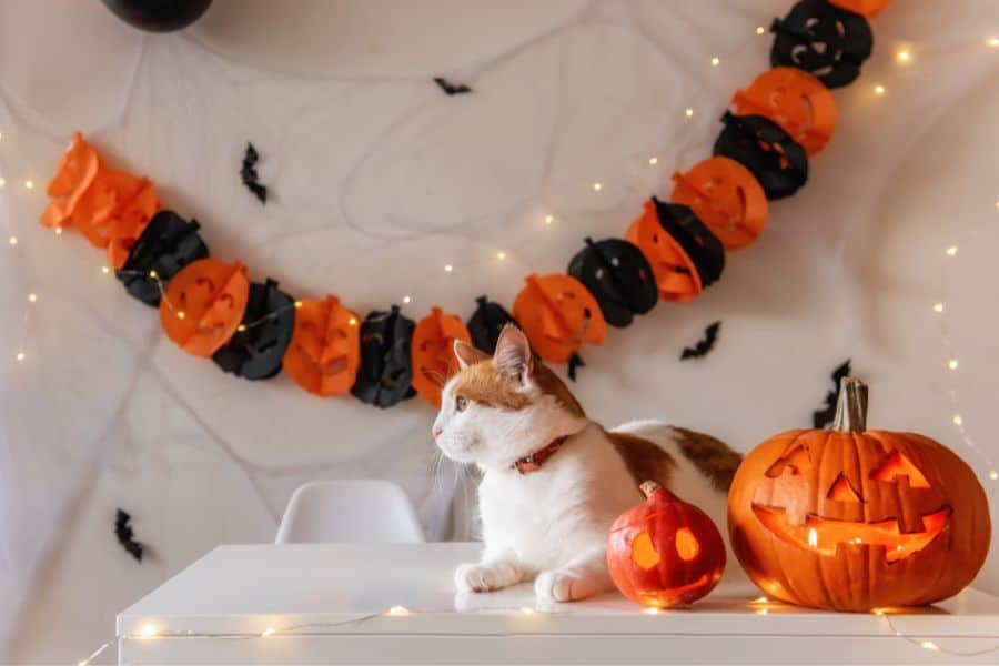 Halloween is always a fun time of year for everyone.