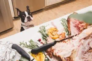 Why Table Scraps Aren’t Good for Your Pets
