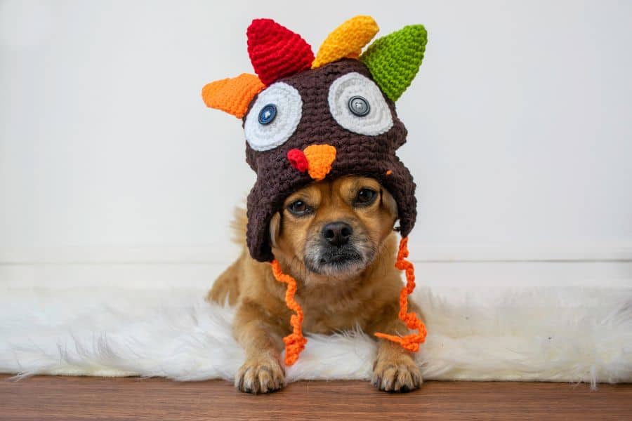 Why Table Scraps Aren’t Good for Your Pets